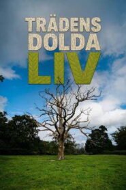 Trädens dolda liv